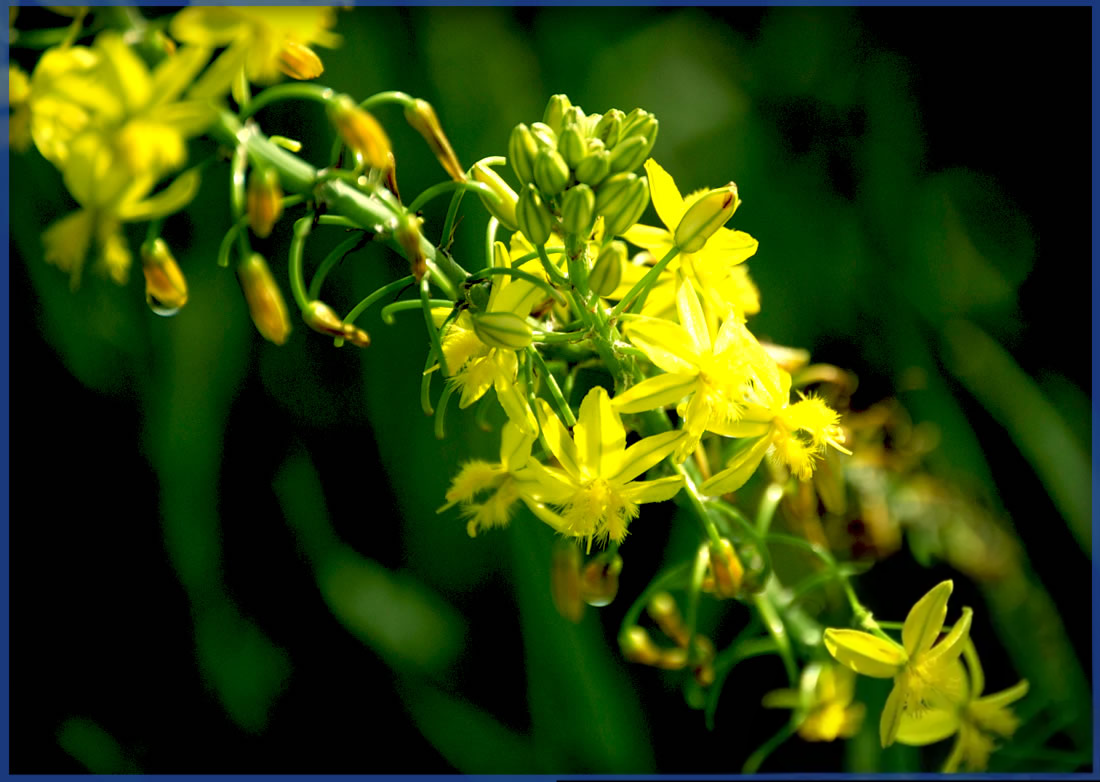 YELLOW.png