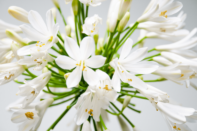 getty-white-2.png,