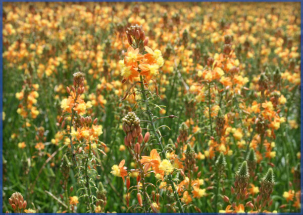 HALLMARK-ORANGE-1.png,