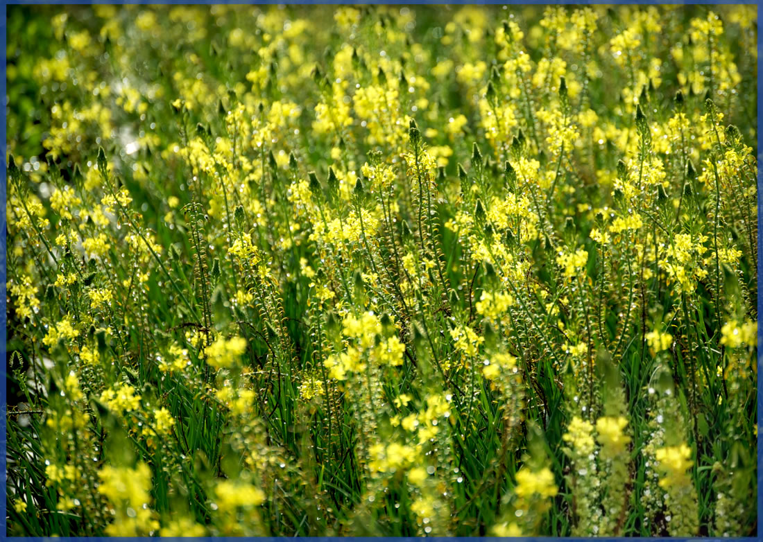 YELLOW-1.png,