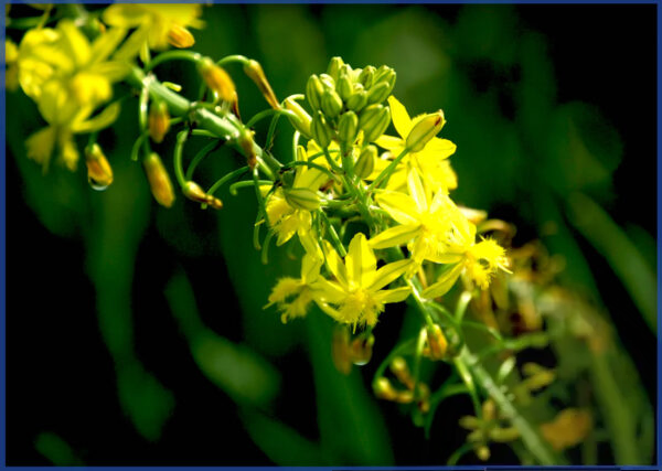 YELLOW-2.png