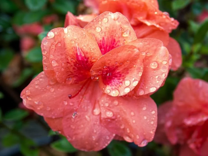 encore-azalea-monarch.jpg