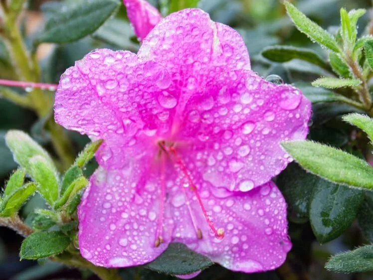 encore-azalea-royalty.jpg