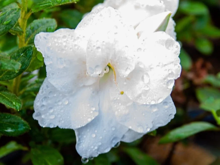 encore-azalea-moonlight.jpg