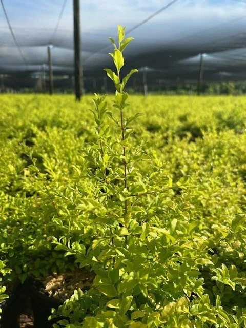 Southern_Living_-Ligustrum_-_Sunshine.jpg