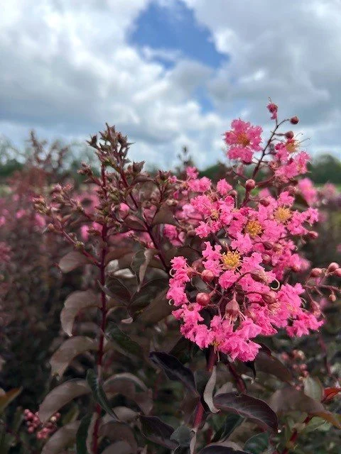 CRAPE_MYRTLE_-_SOUTHERN_LIVING_-_DELTA_JAZZ.jpg