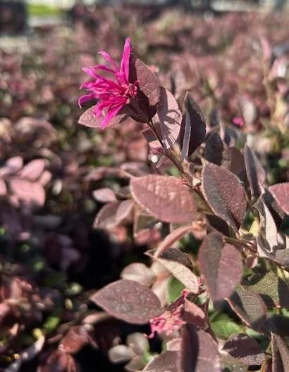 Southern_Living_-_Loropetalum_-Purple_Daydream.jpg