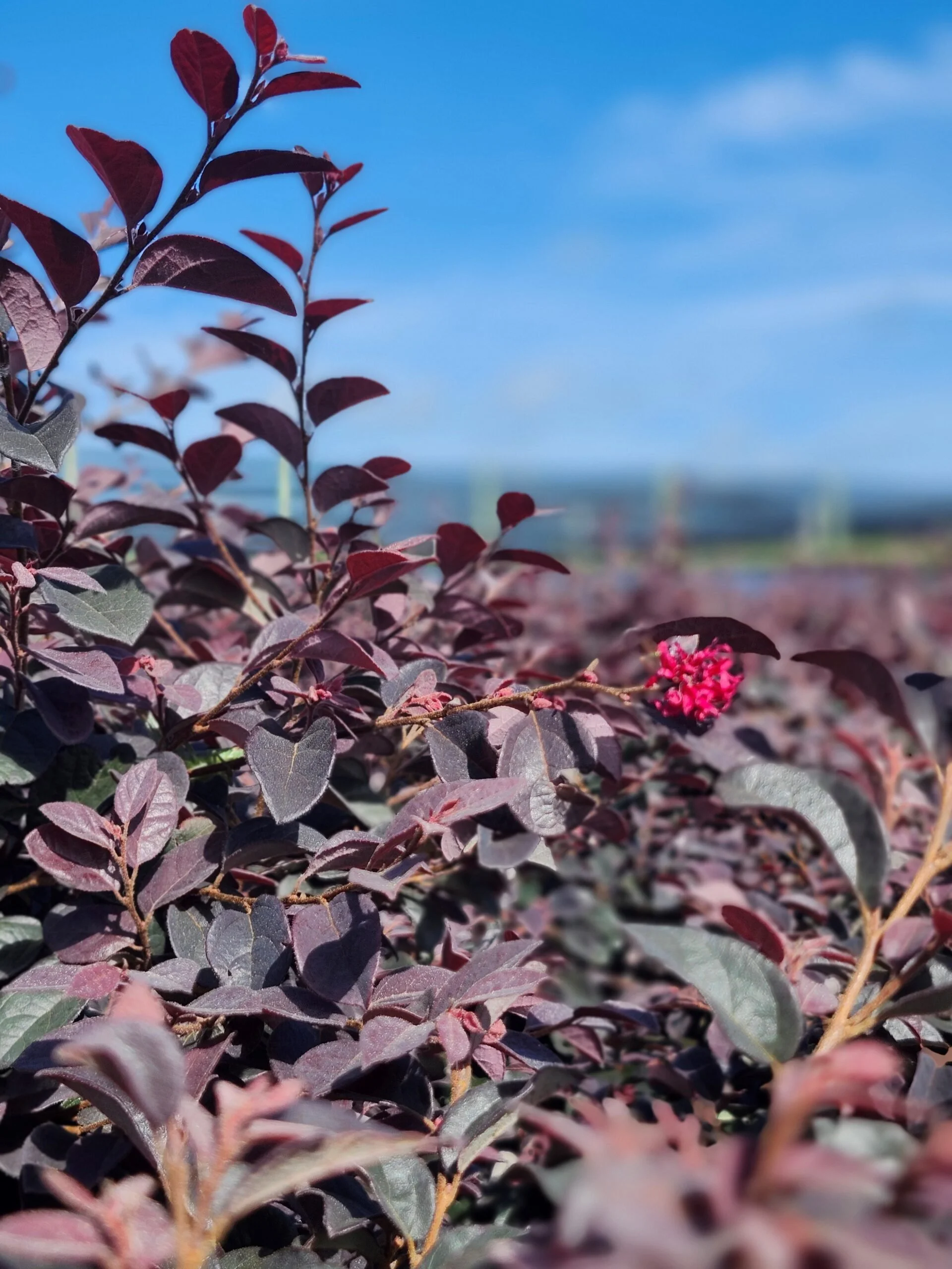 Loropetalum_-_Red_Diamond-scaled.jpg