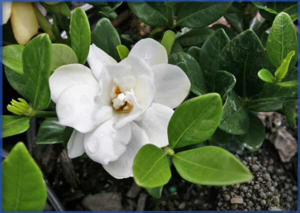 STAR-PLANTS-GARDENIA-BUTTONS-PPAF-PP-24229.png,