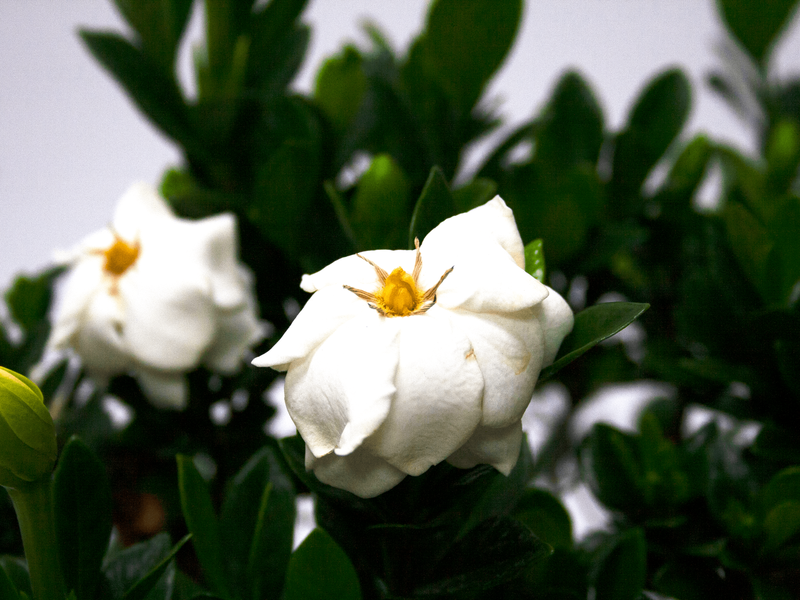 gardenia-buttons-foliage-smaller-file.png