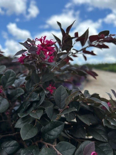 STAR_PLANTS_Loropetalum_Cerise_Charm.jpg