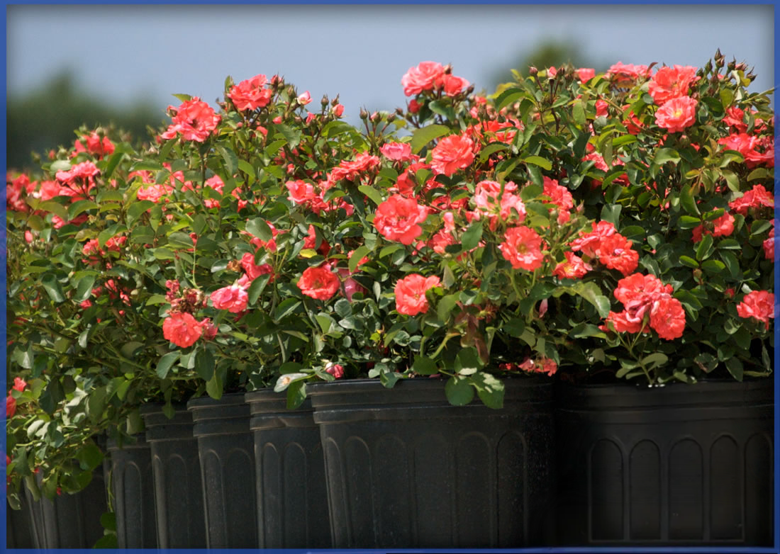 DRIFT-ROSE®-CORAL-DRIFT®.png