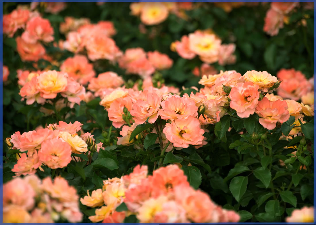 DRIFT-ROSE®-PEACH-DRIFT®.png