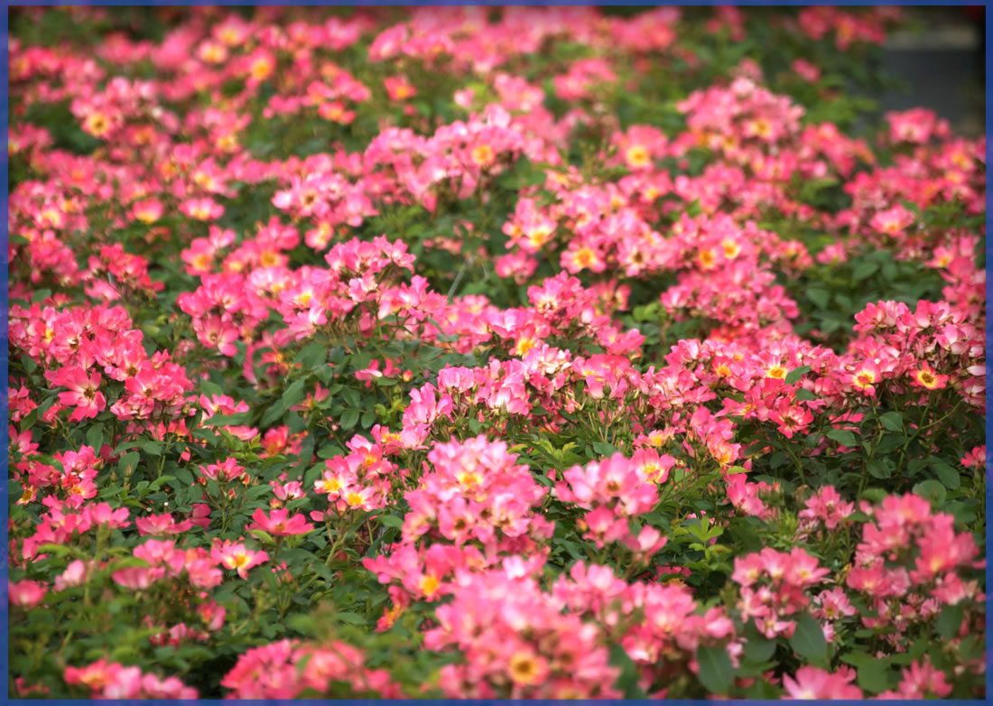 DRIFT-ROSE®-PINK-DRIFT®.png,