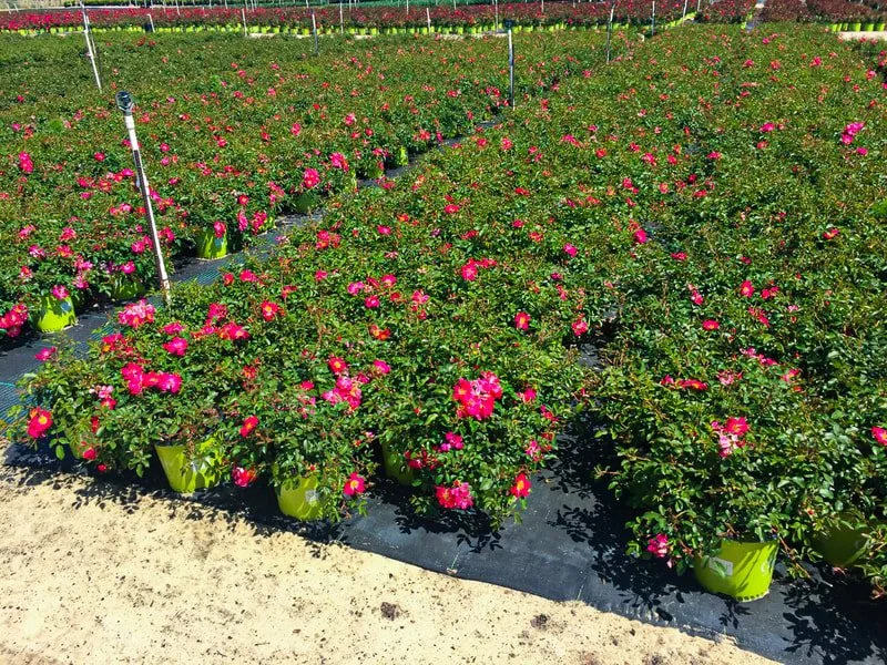 pink-drift-roses.jpg