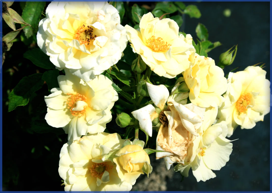 DRIFT-ROSE®-POPCORN-DRIFT®.png