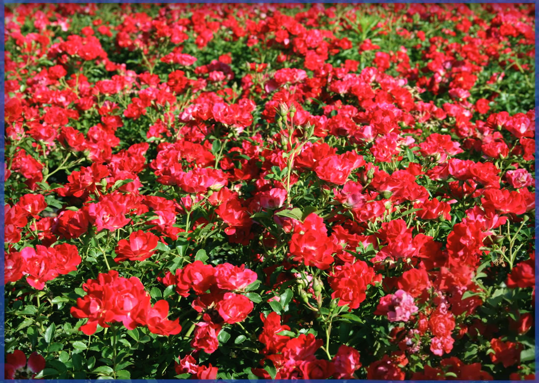 DRIFT-ROSE®-RED-DRIFT®-1.png,