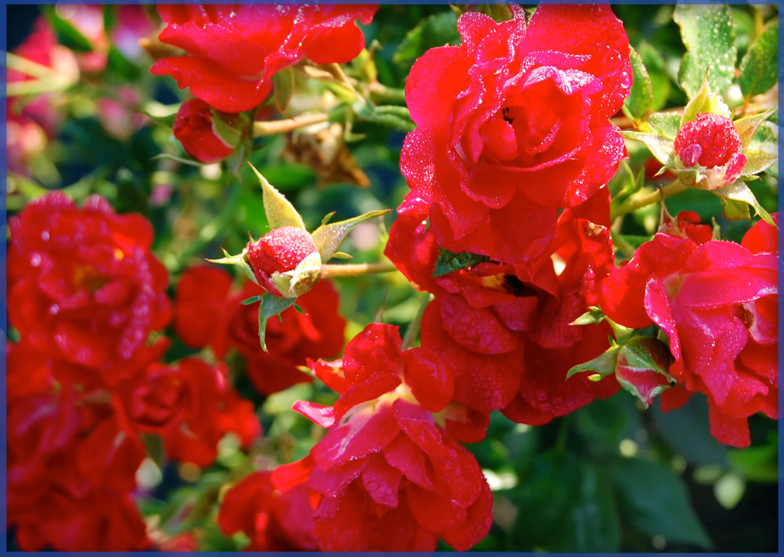 DRIFT-ROSE®-RED-DRIFT®-2.png