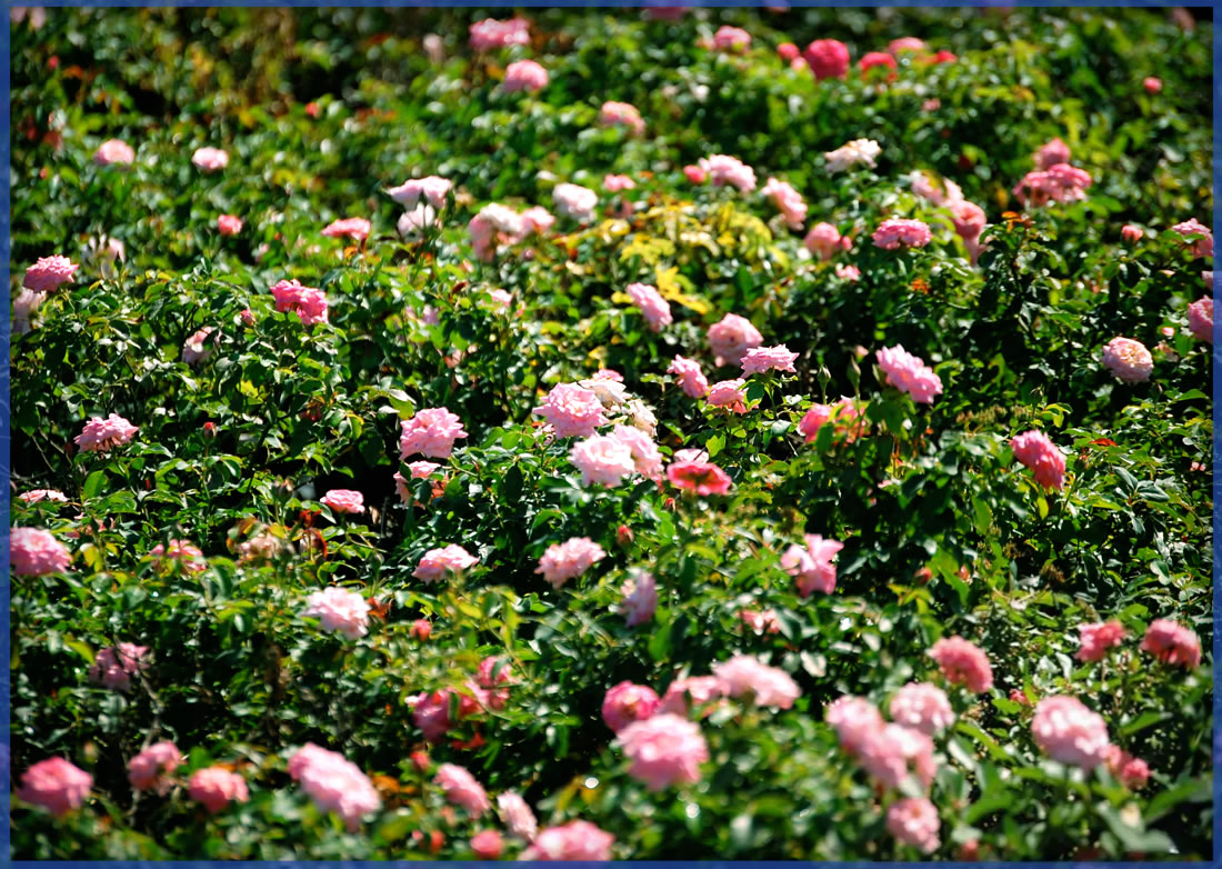 DRIFT-ROSE®-SWEET-DRIFT®.png