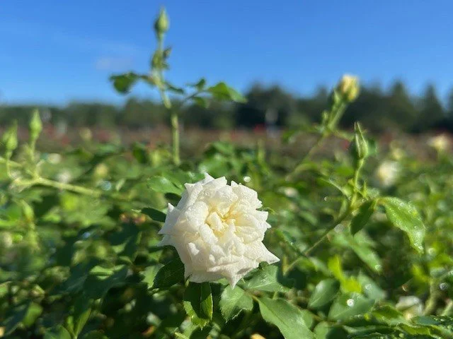 ROSE_-DRIFT_WHITE.jpg