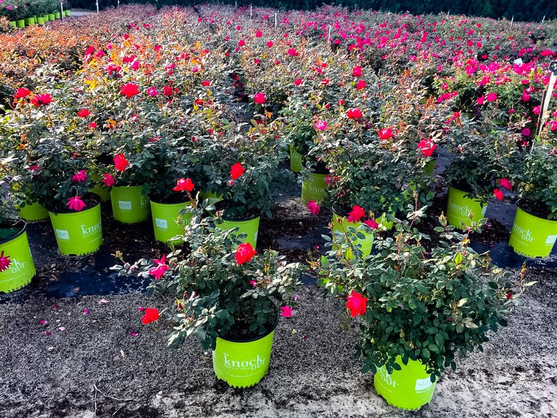 double-red-knock-out-roses-2.jpg