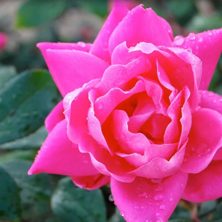 double-pink_orig.jpg,