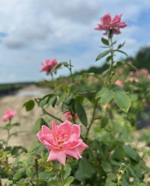 KNOCK_OUT_-_DOUBLE_PINK_ROSE.jpg
