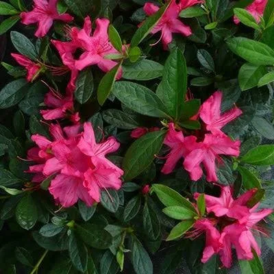 Encore®-Azaleas-Autumn-Sundance​®.jpeg