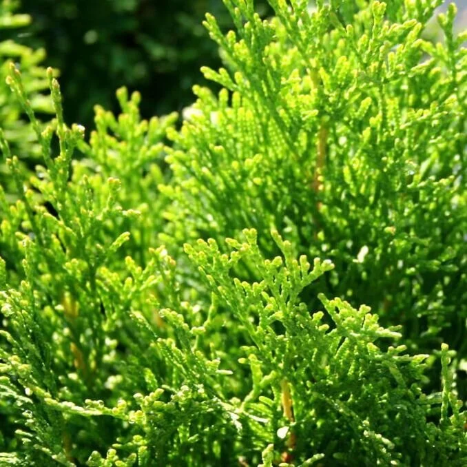 emerald-green.jpg,