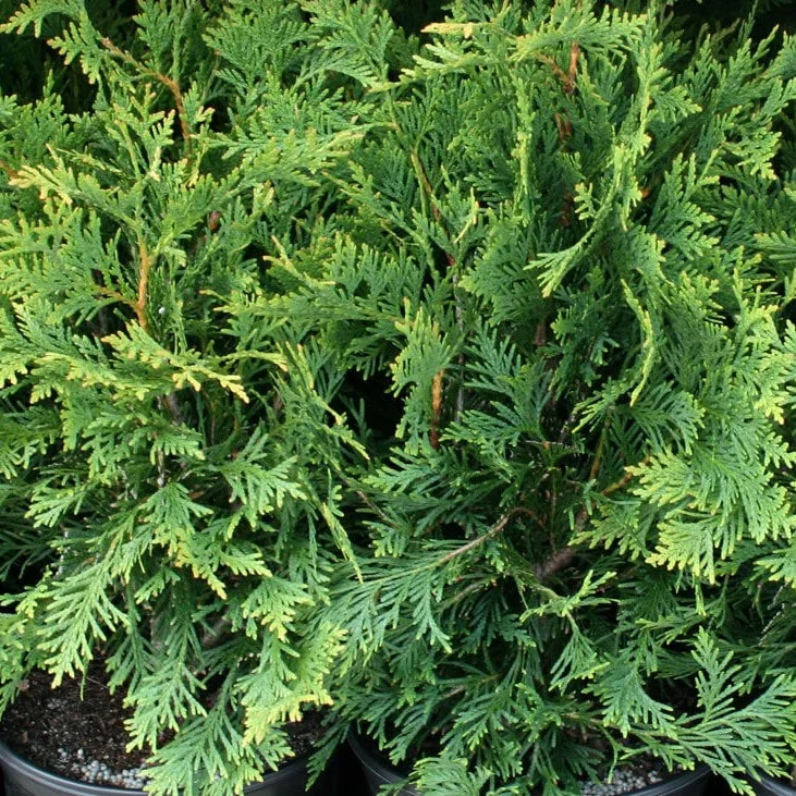 green-giant_orig.jpg,