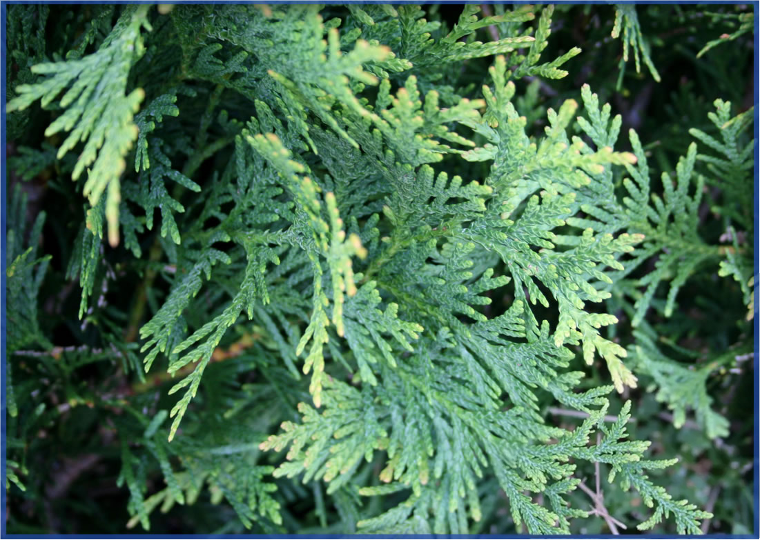 green-giant-3.png