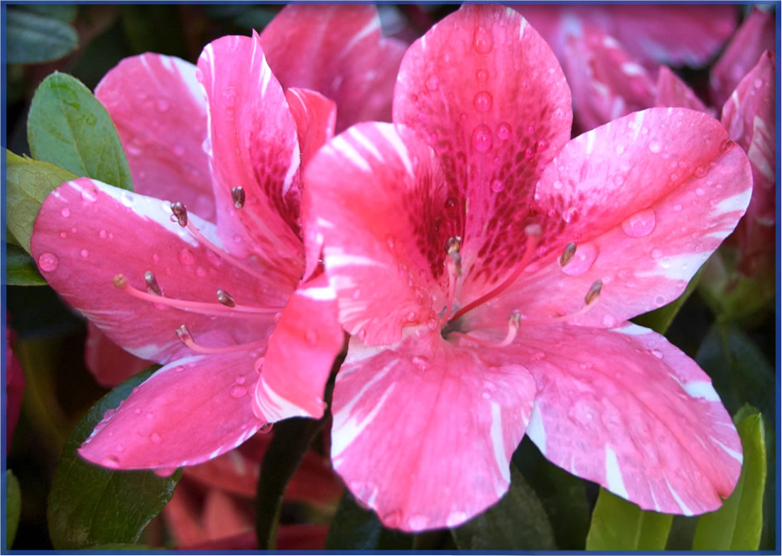 dogwood_orig.png,