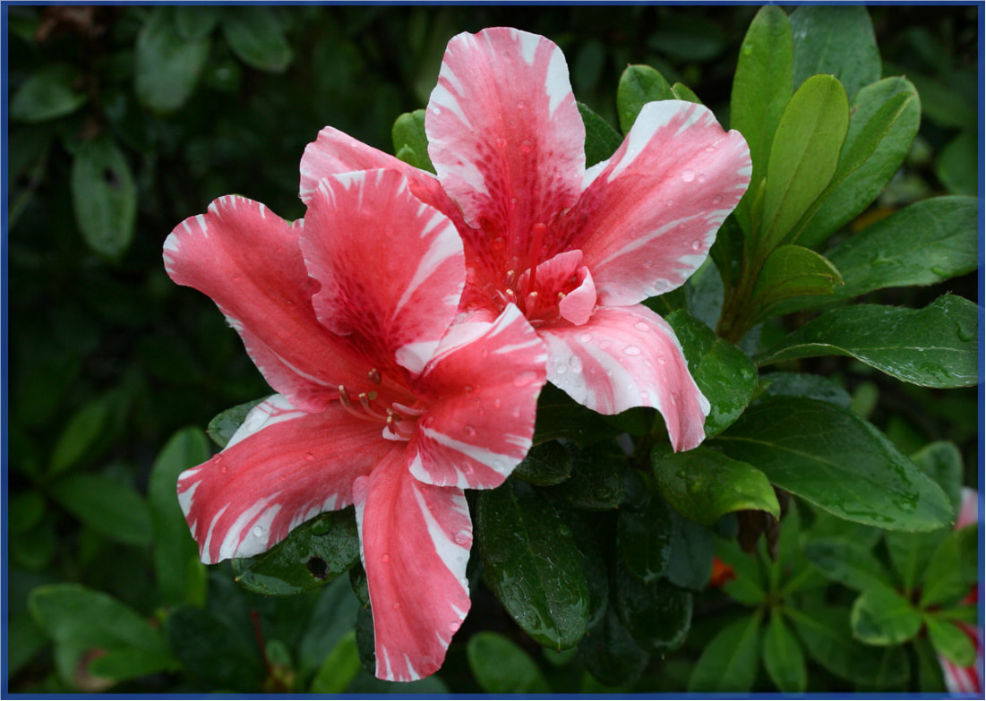 dogwood-3.png,