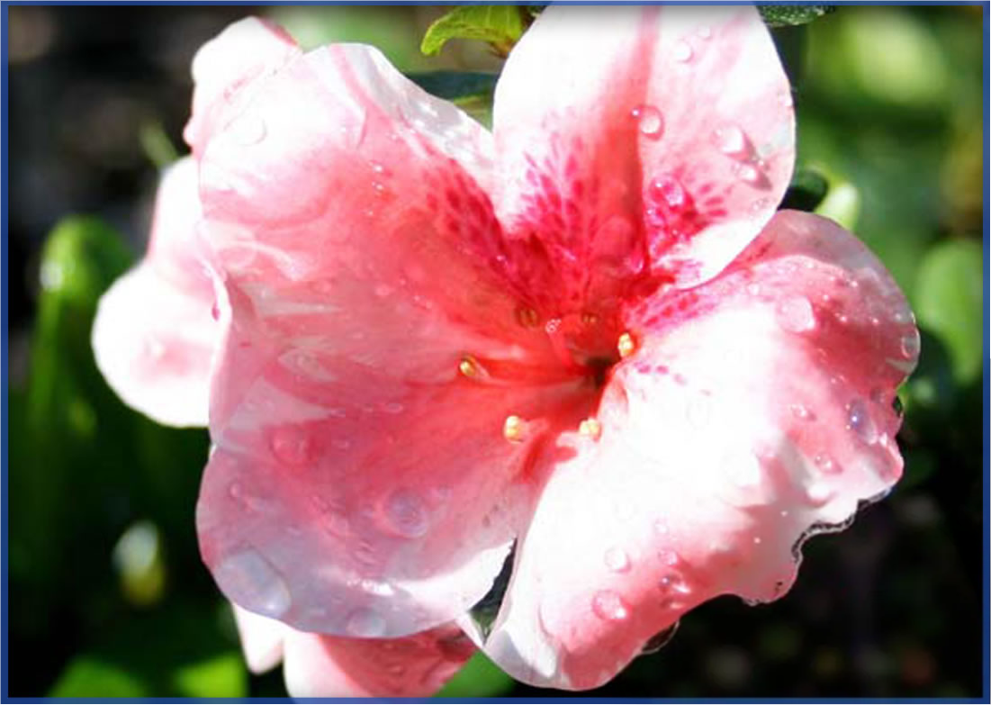 dogwood-4.png