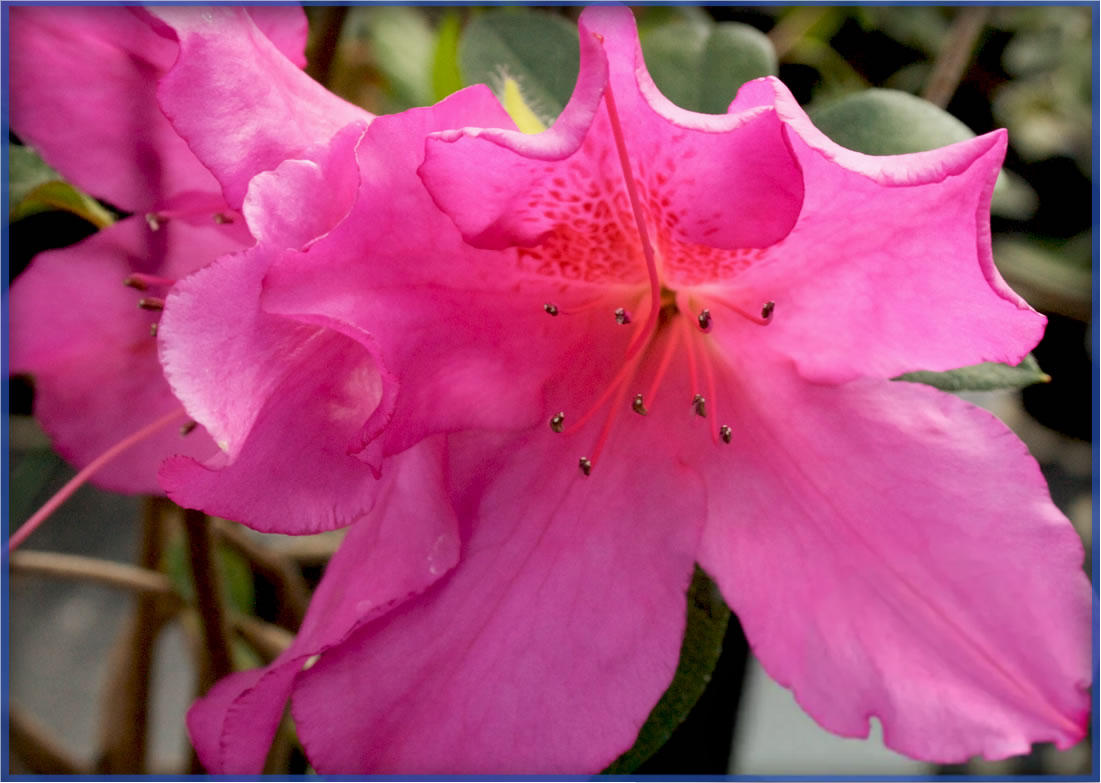 purple-formosa_orig.png