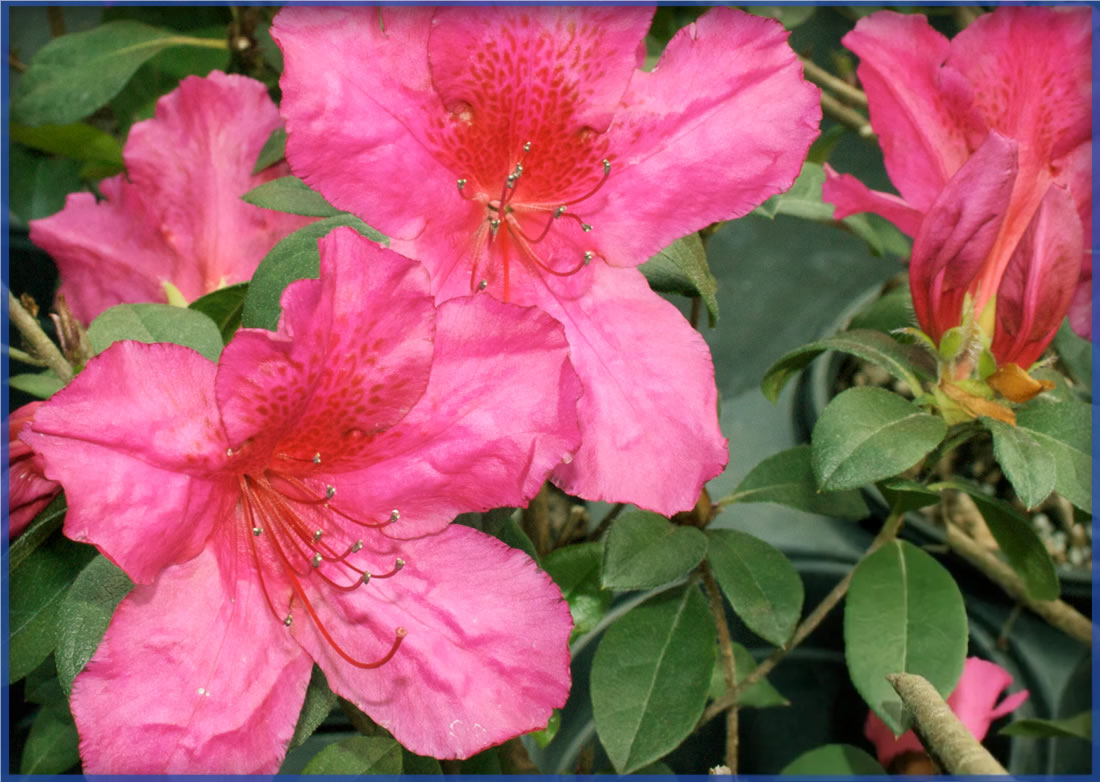 red-formosa_orig.png