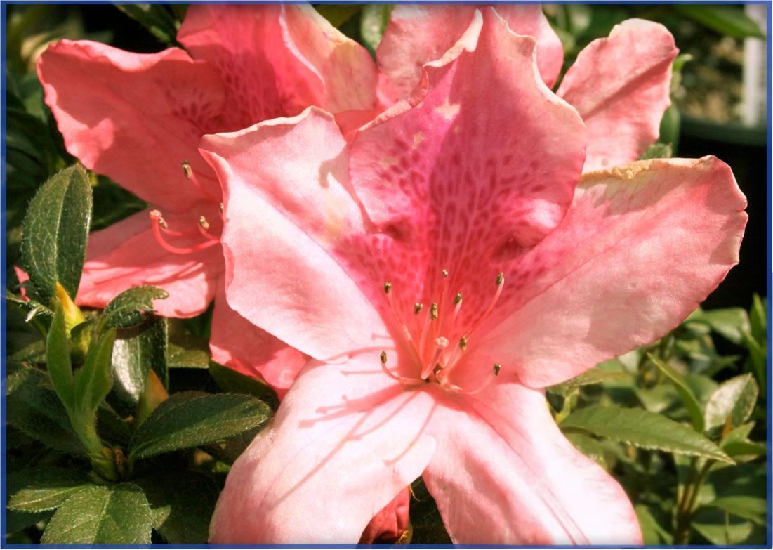 southern-charm_orig-1.png,