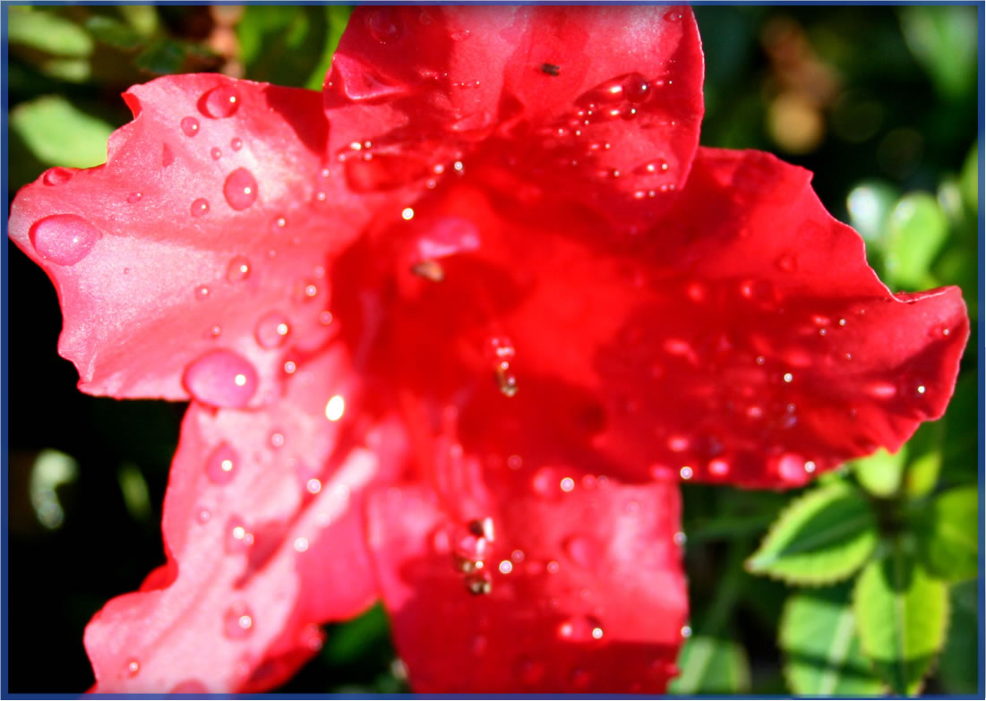vivid_orig-1.png