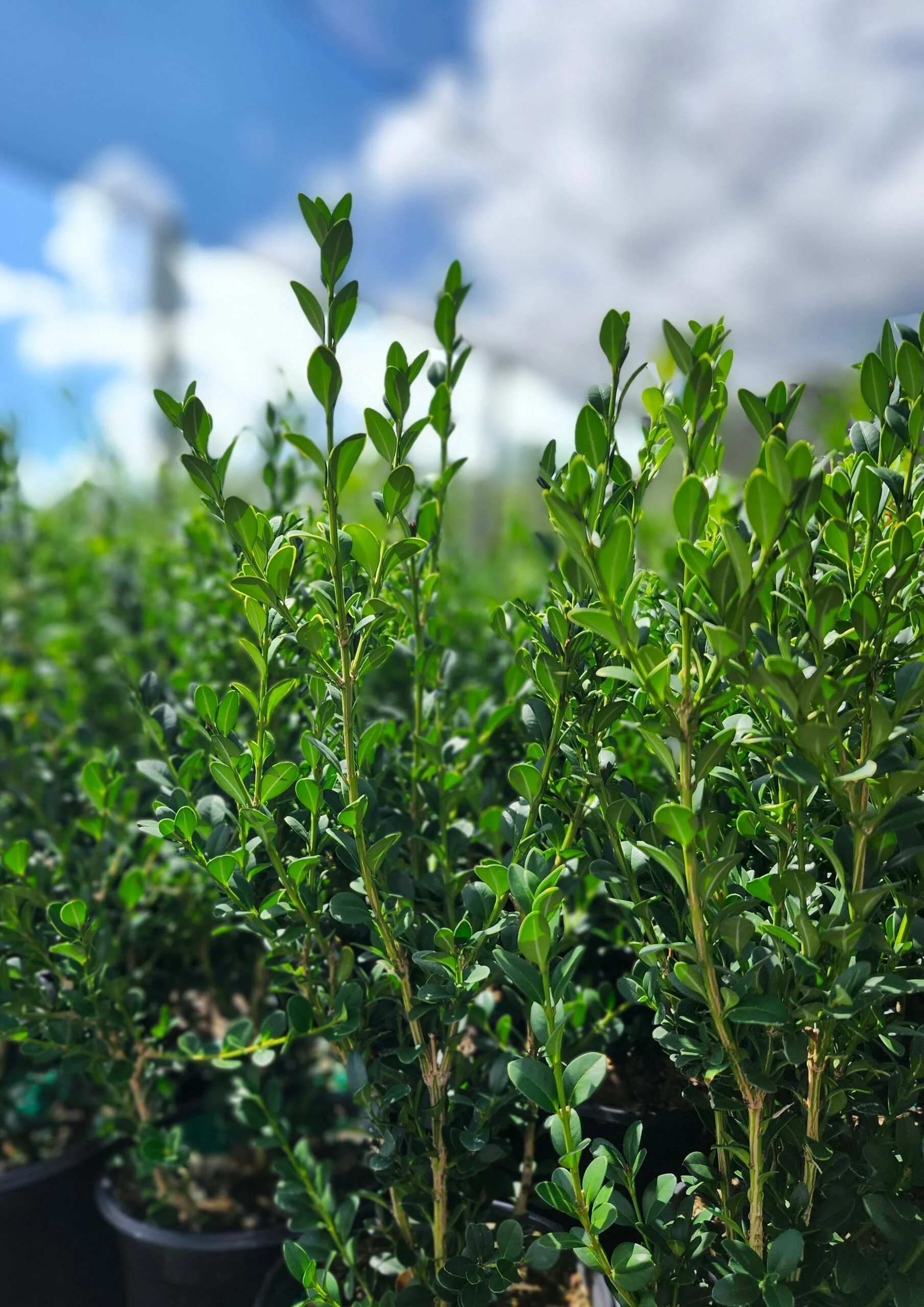 Boxwood_Green_Mountain-scaled.jpg
