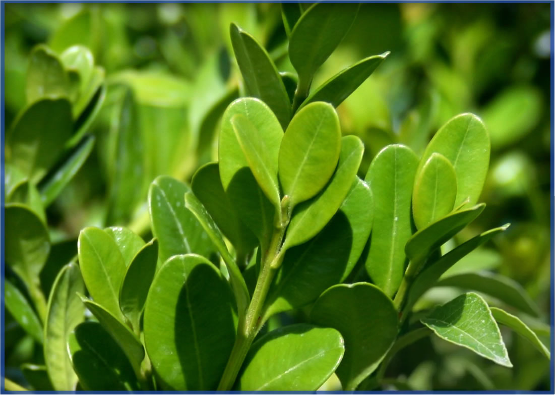 wintergreen_orig.png