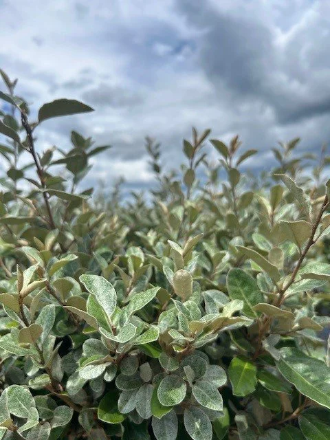 Elaeagnus_Ebbingei.jpg