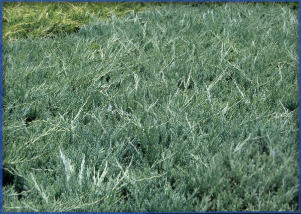 BLUE-PFITZER-1.png,