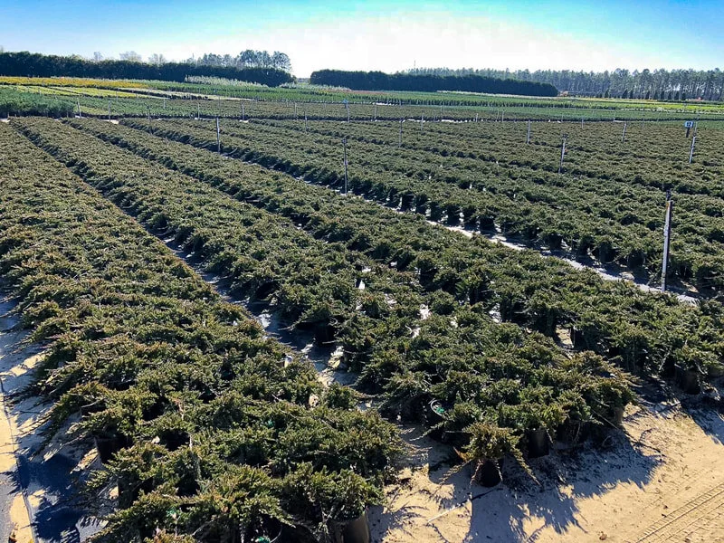 juniper-blue-rug-field-2.jpg,