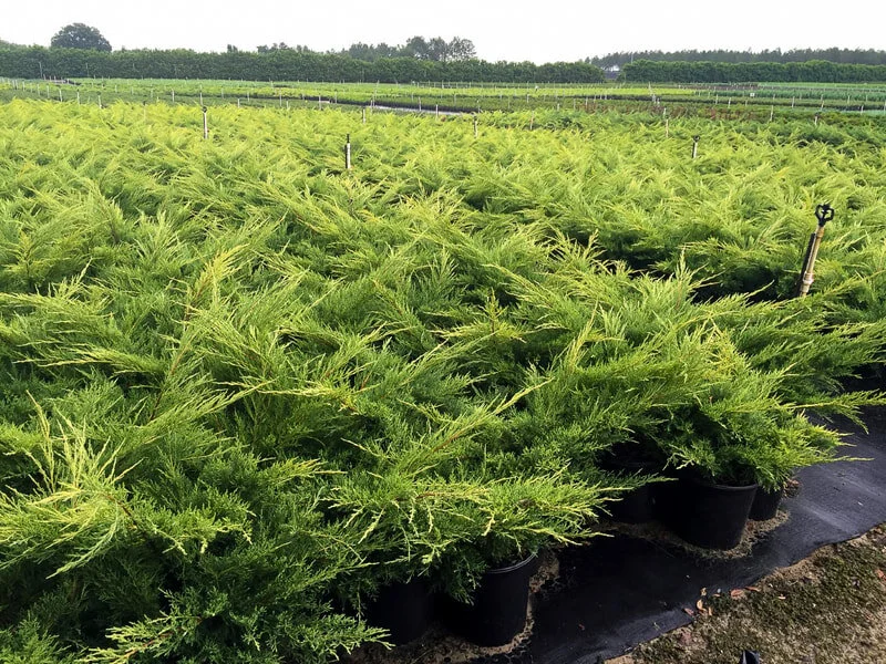 gold-star-juniper-field.jpg,
