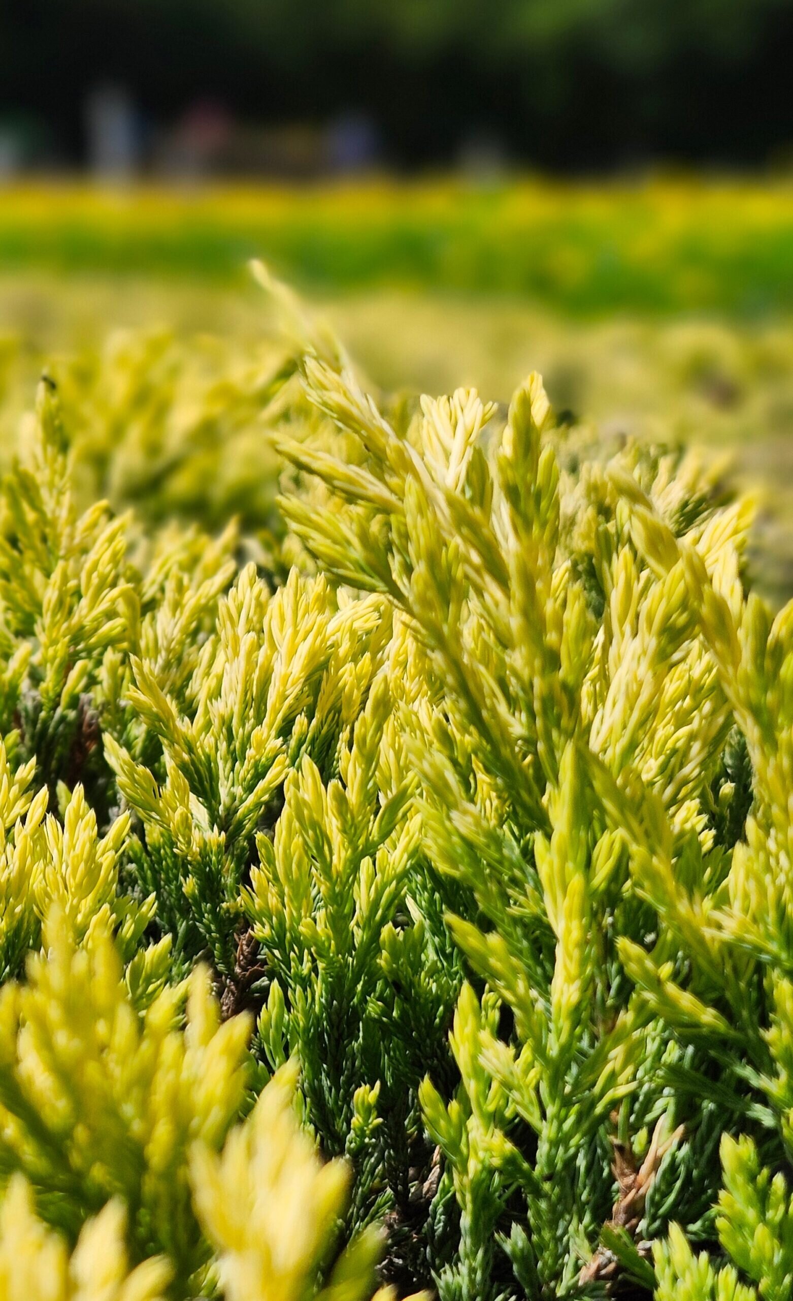 JUNIPER_LIME_GLOW-scaled.jpg,