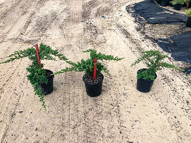 staked-procumbens-nana-2.jpg,