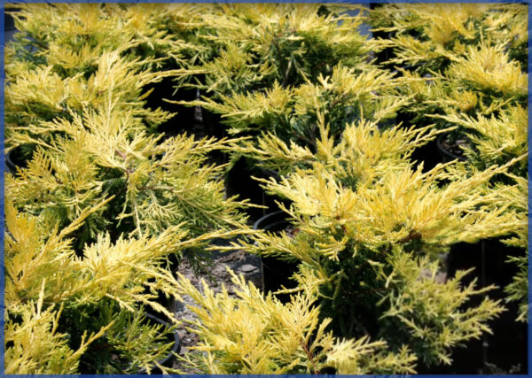 SAYBROOK-GOLD-1.png,