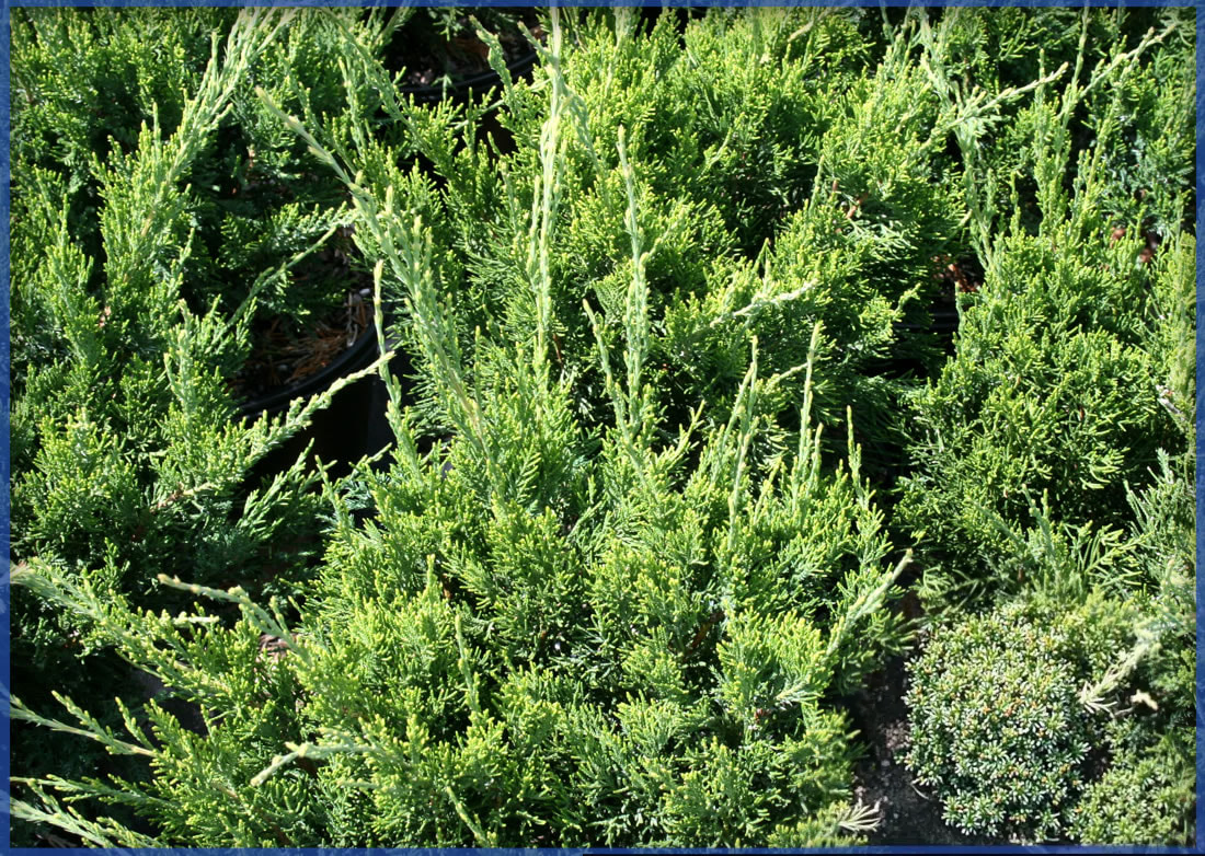 SEA-GREEN-2.png,