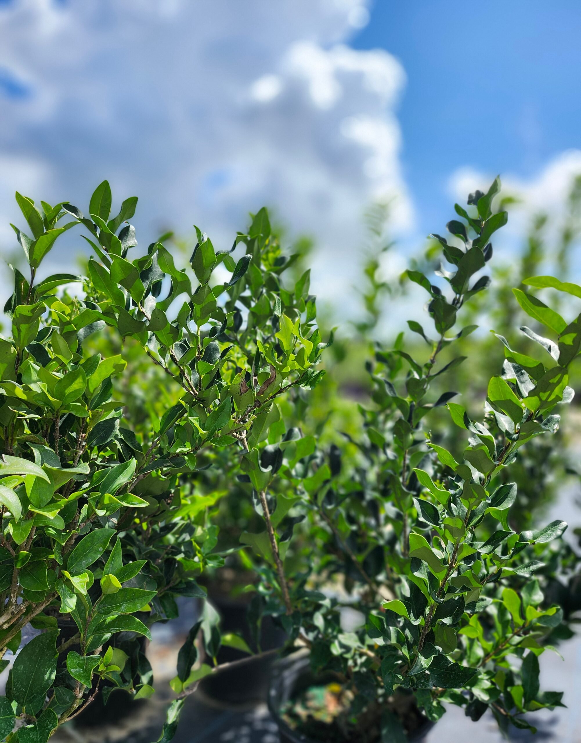 LIGUSTRUM_RECURVIFOLIA-scaled.jpg