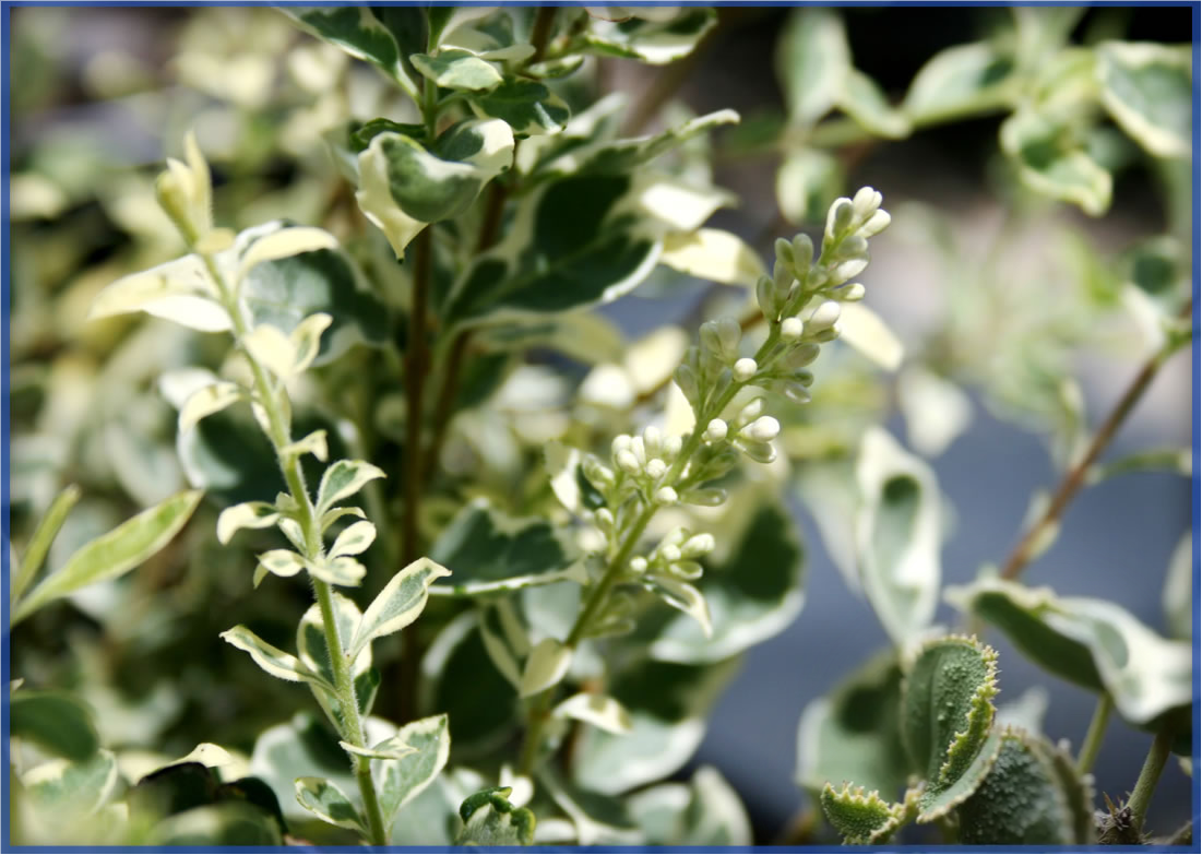 sinense-variegated_orig.png,